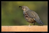  Gambel's Quail (female) � Janet Zinn